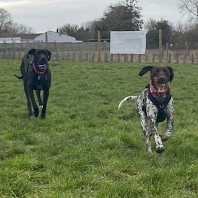 A lovely set of dogs in our field