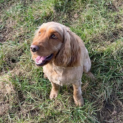 A cocker Spaniel in the field
