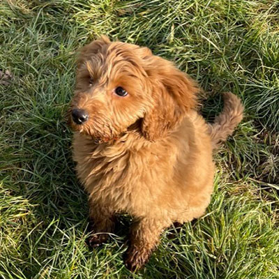 A sweet young puppy in her first dog field play